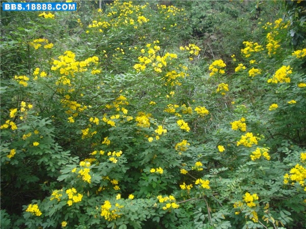 DSC00195_副本.jpg