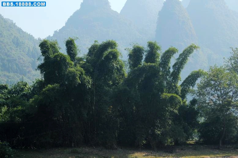 凤尾竹，好像长毛的香蕉.JPG
