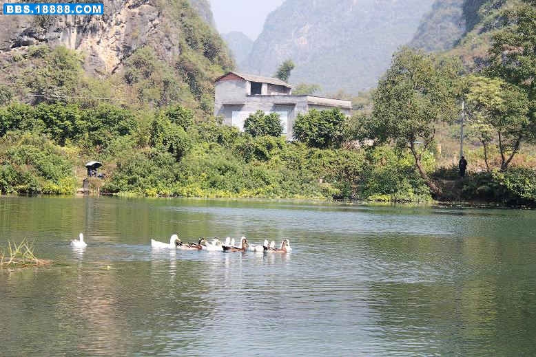 一群小鸭子.JPG