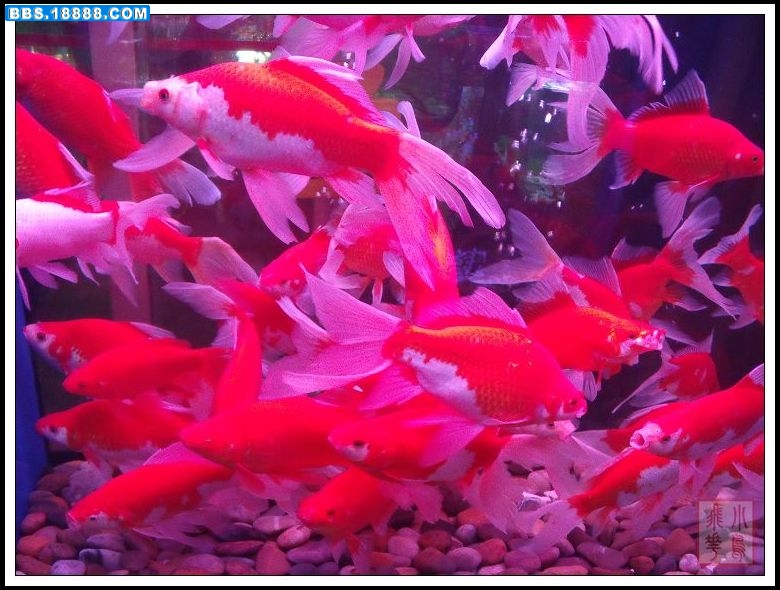 DSCF4953.jpg