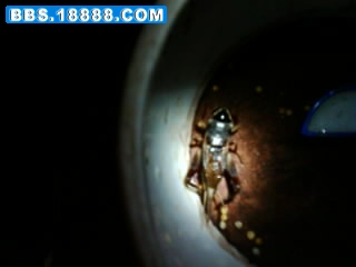 IMG0094A.jpg