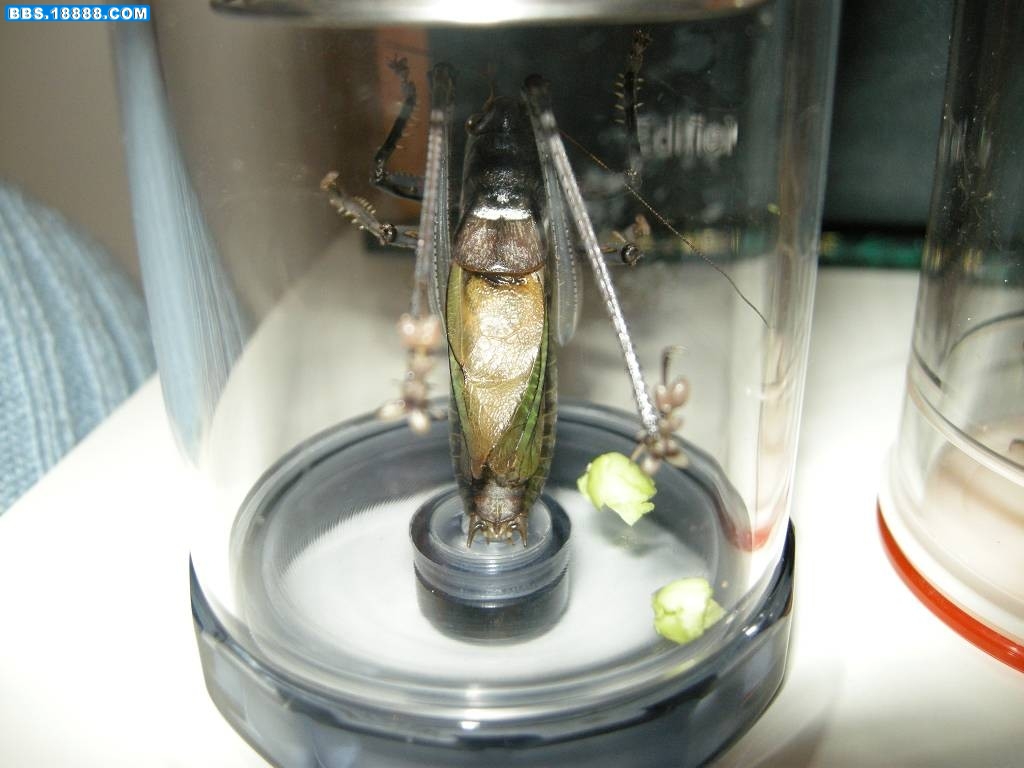 DSCN4245.jpg