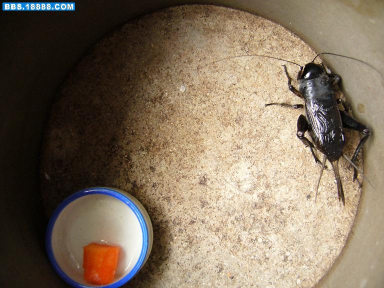 黑虫5.JPG