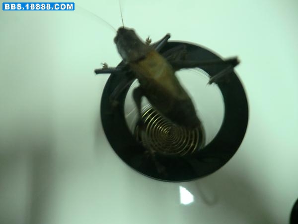 蝈蝈04.JPG