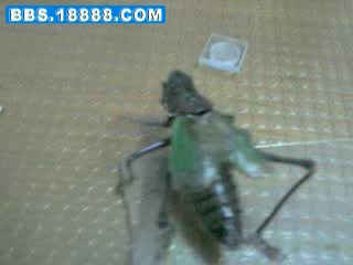 grab01007.jpg