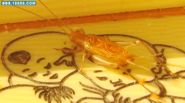 大黄1.jpg