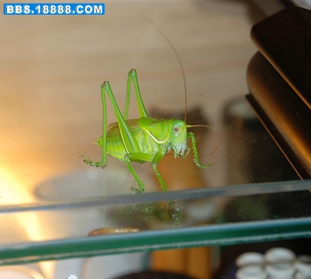 DSC_0526_副本.jpg