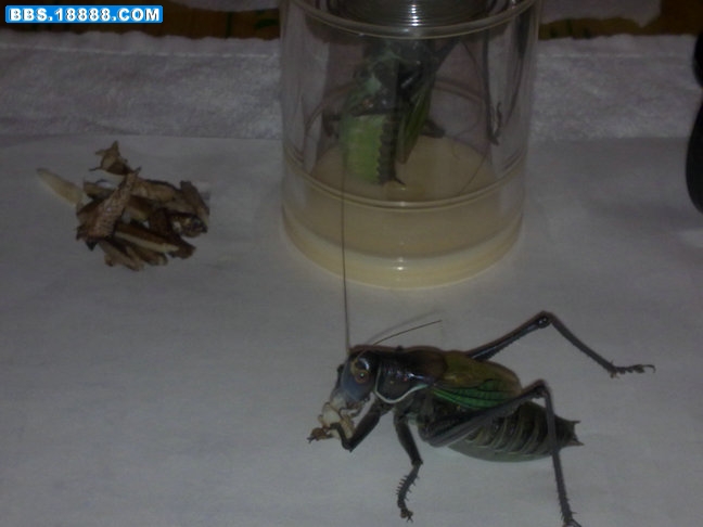 20101114157.jpg