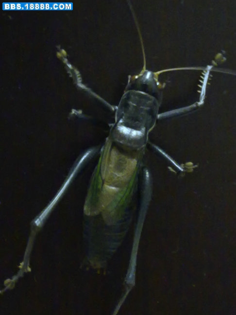 20101127184.jpg