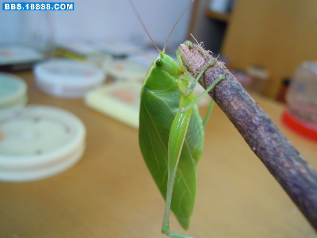 照片 001.jpg