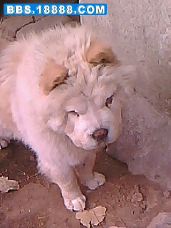 IMG0300A.jpg