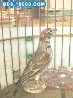 IMG1482A.jpg