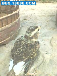 IMG0943A.jpg
