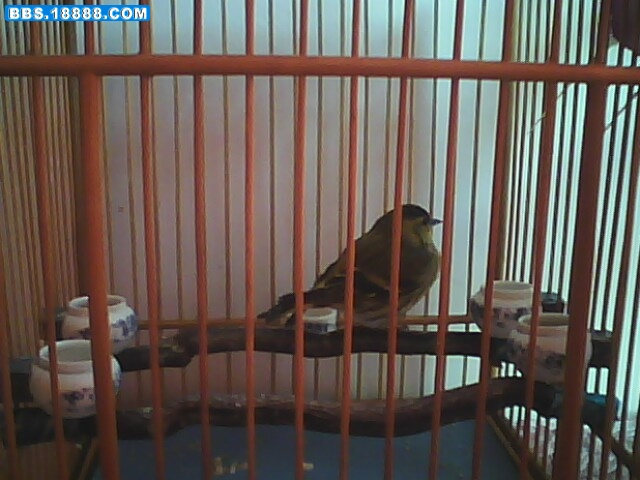 IMG0100A.jpg