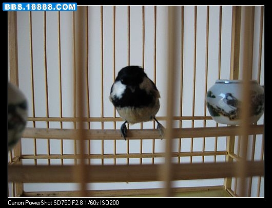 第2只3.jpg