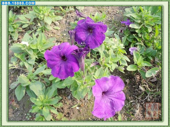 DSCF4949.jpg