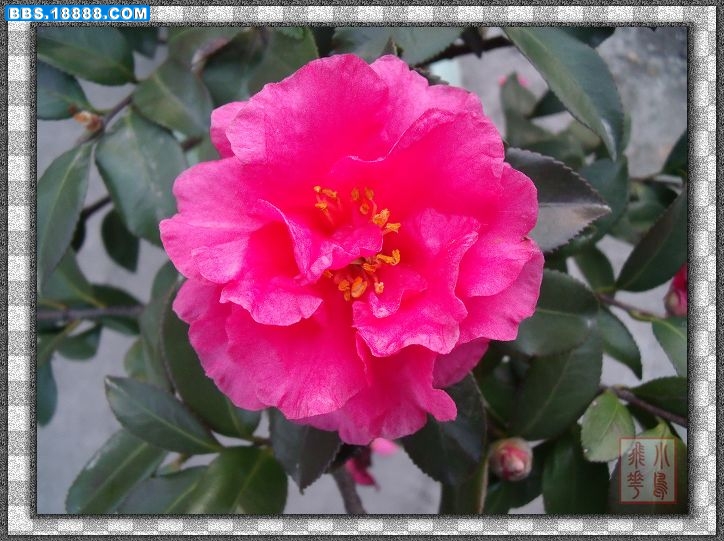DSCF3631.jpg