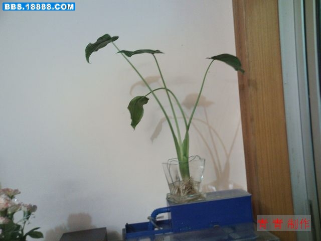 nEO_IMG_PICT0493.jpg