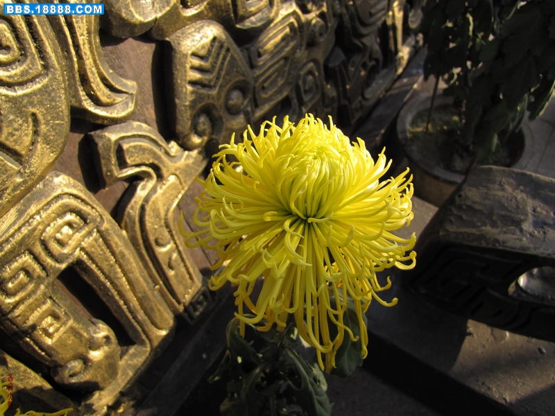 IMG_1999_调整大小.JPG