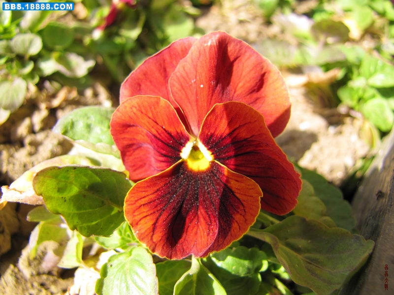 IMG_1813_调整大小.JPG