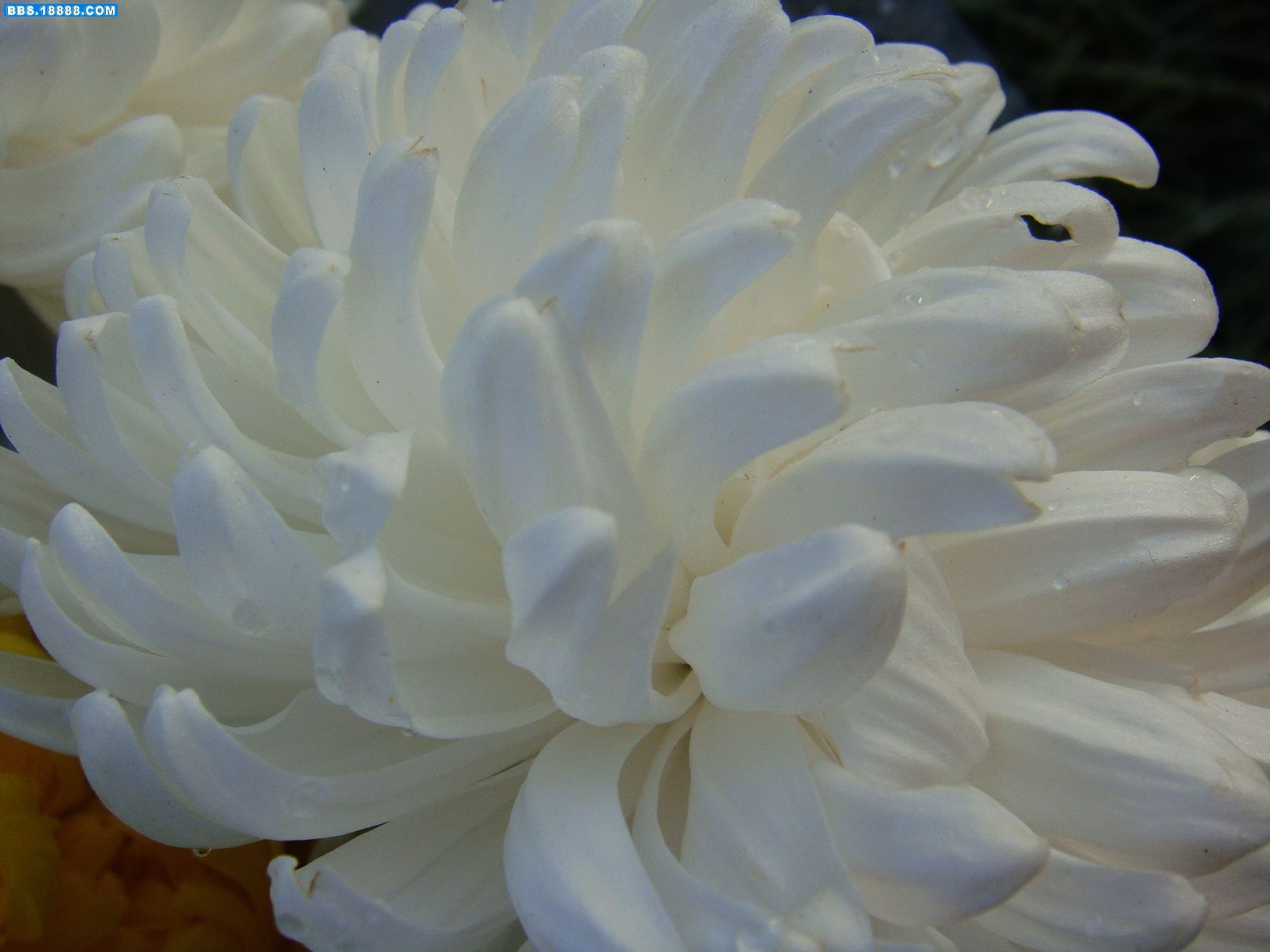 3白菊与黃菊.jpg