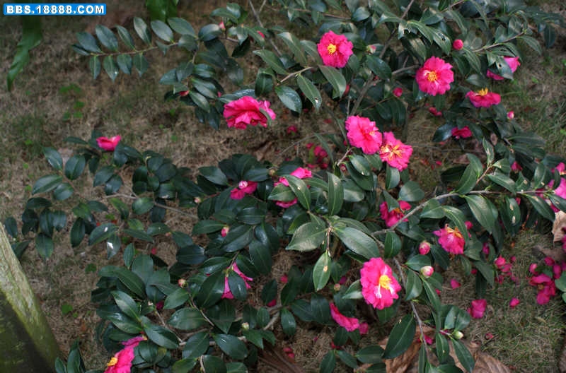 茶梅-0.jpg