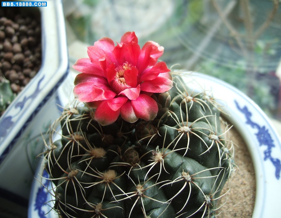 球球开花了.jpg
