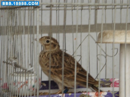 DSC03470_副本.jpg