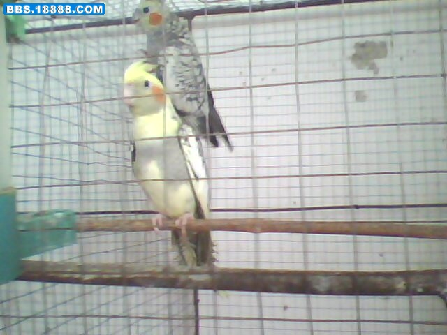 IMG0253A.jpg