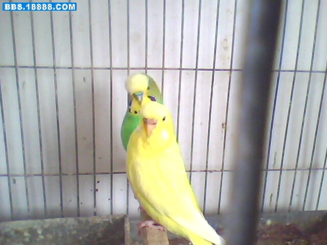 IMG0316A.jpg