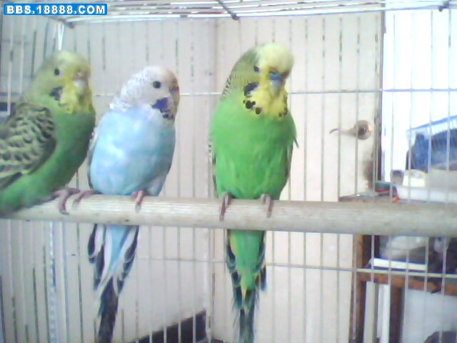IMG0307A.jpg