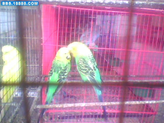 IMG0364A.jpg