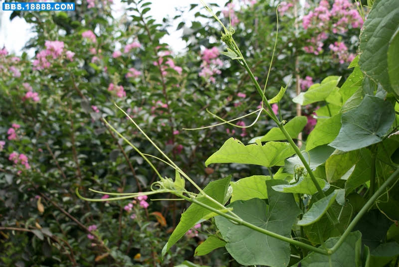 瓜瓜苗-1.jpg