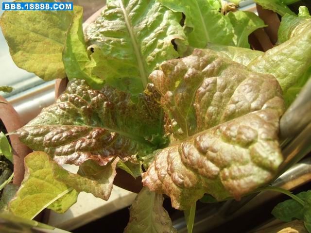 盆里的生菜2 (6).JPG