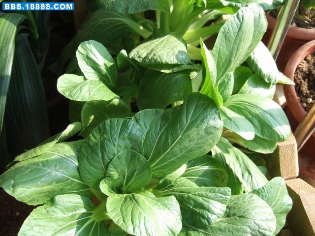 盆里的油菜 (3).JPG