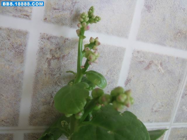 调整大小 木耳菜 (2).JPG