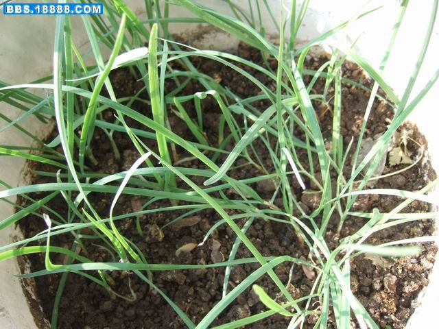 盆里的韭菜.JPG