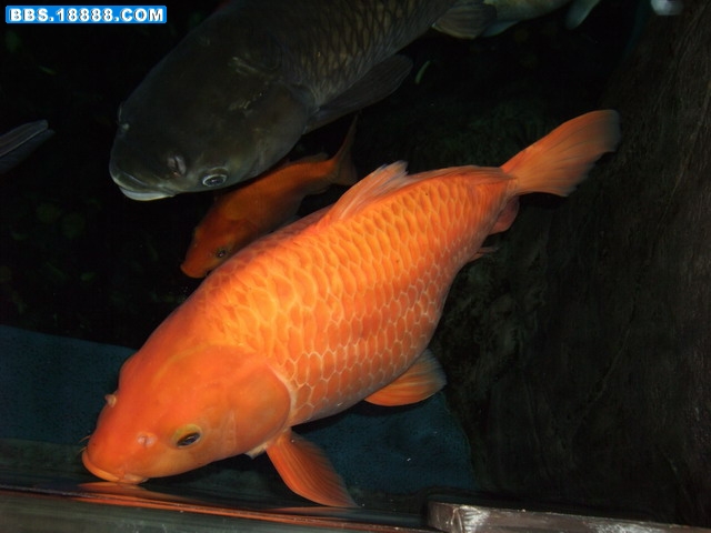 DSCF5508.jpg