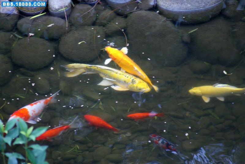 鱼-6.jpg