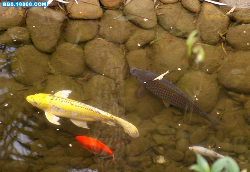 鲤鱼-0.jpg