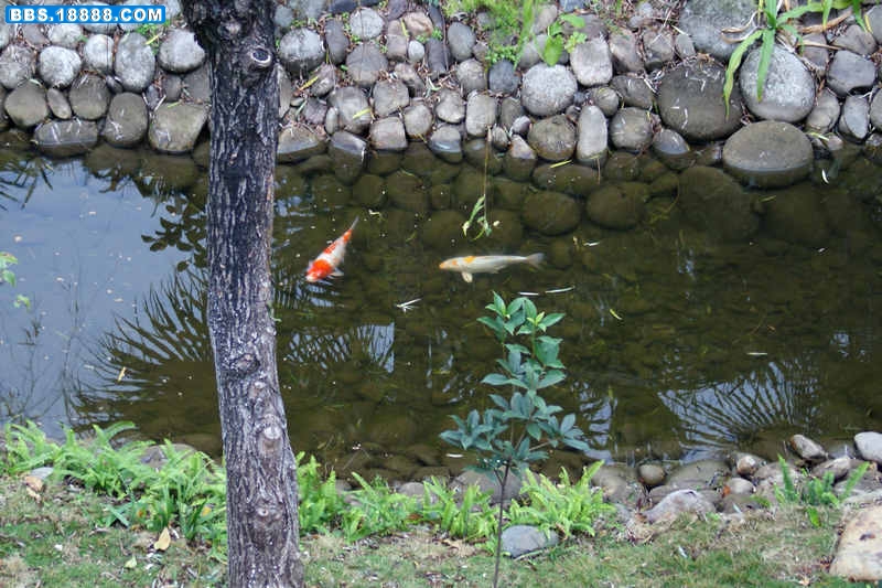 鱼-3.jpg
