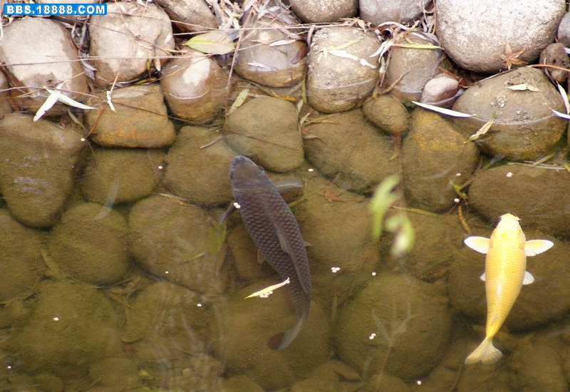 鲤鱼-2.jpg