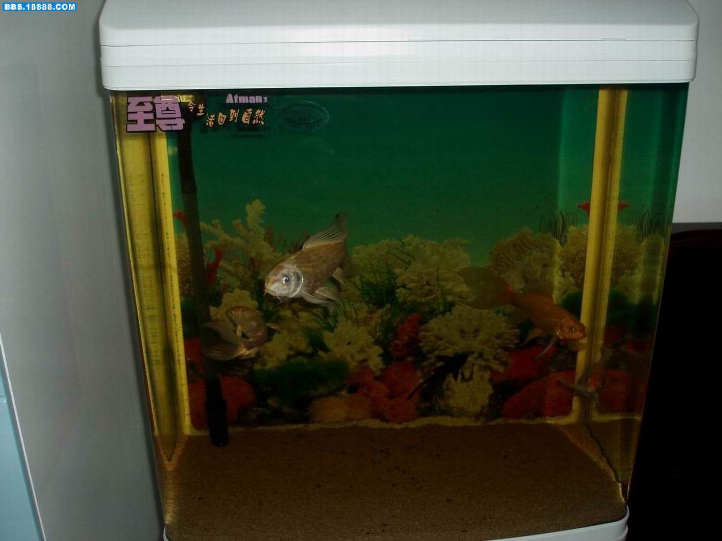 P1011053.jpg