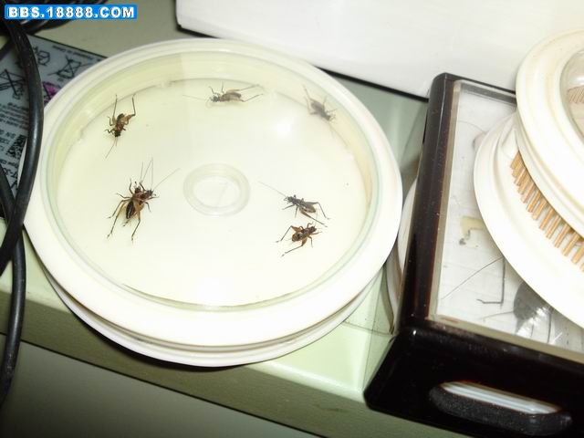 20101203636.JPG