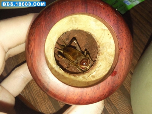 紫红眼11.jpg