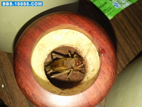 紫红眼04.jpg