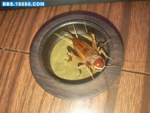 紫红眼21.jpg