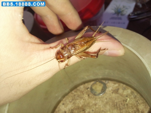 紫红眼06.jpg