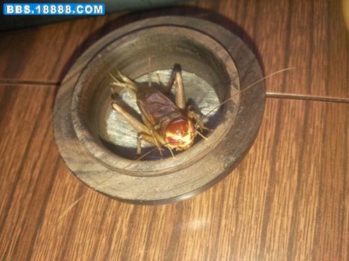 紫红眼14.jpg