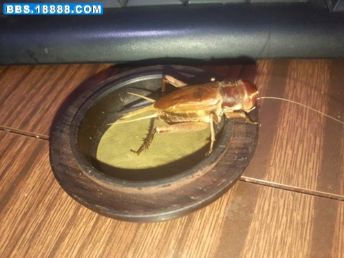 紫红眼19.jpg